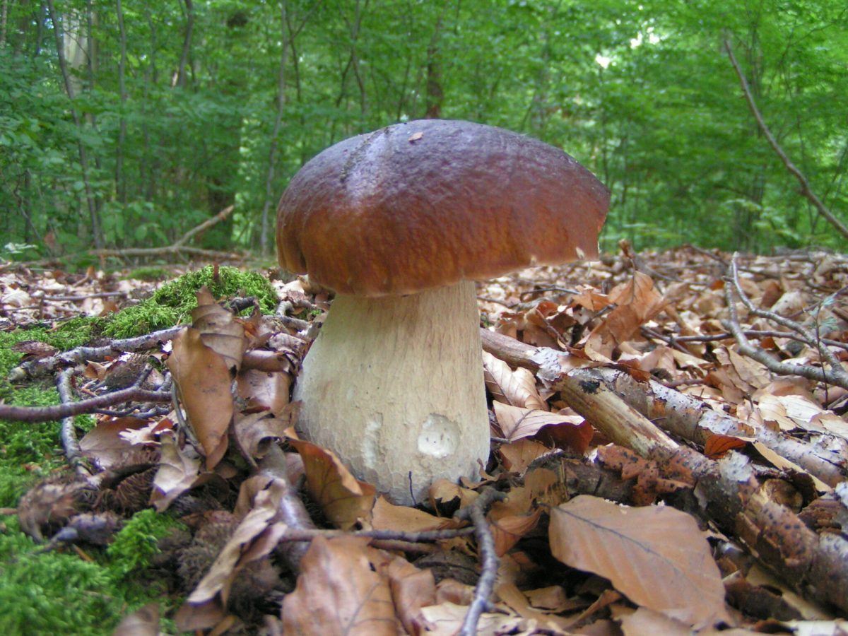 Pilz, Foto: Fotoarchiv, Lizenz: Naturparkhaus Stechlin