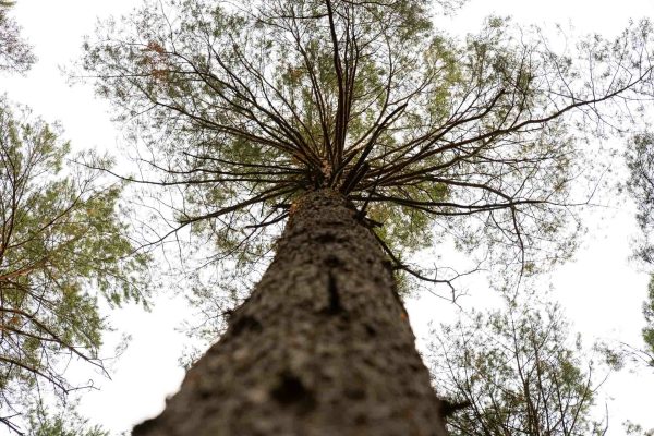Auch der Baumschutz könnte ein Projekt sein., Foto: Elena Koroleva, Lizenz: Tourismusverein Naturpark Barnim