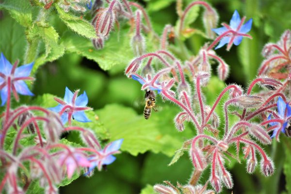 fleißiges Bienchen im Borretsch , Foto: Andrea Brodersen, Lizenz: Andrea Brodersen