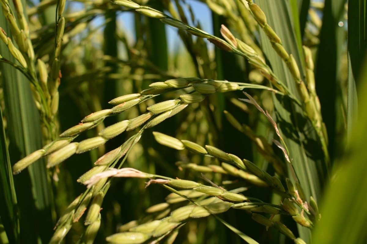 Reis Beispiel, Foto: Unbekannt, Lizenz: Unbekannt
