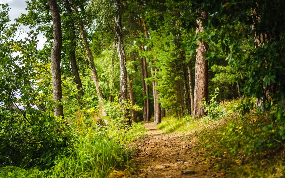 Wald, Foto: André Wirsig, Lizenz: REGiO-Nord mbH