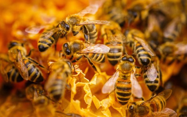 Bienen, Foto: André Wirsig, Lizenz: REGiO-Nord mbH